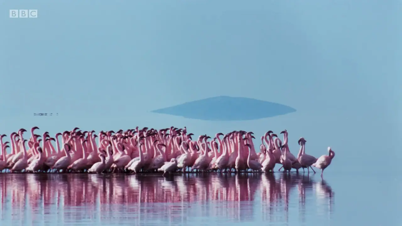 Lesser flamingo (Phoeniconaias minor) as shown in The Mating Game - Freshwater: Timing is Everything